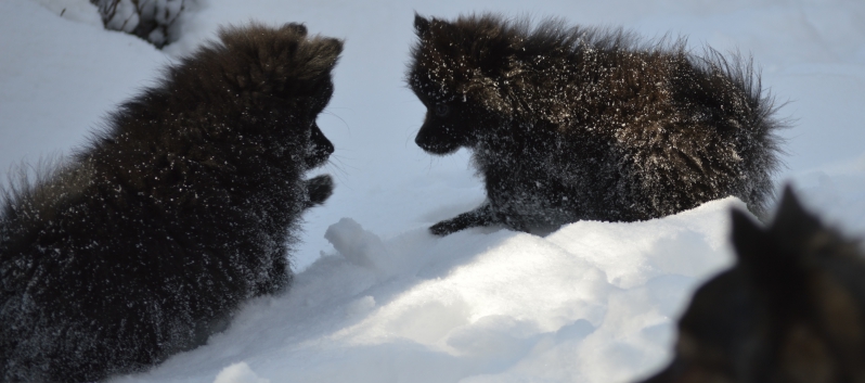 Mittelspitze Samuraj und Rachel von der Rosteige im Schnee - 17