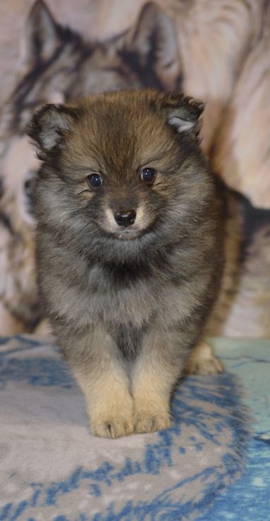 32 Mittelspitzwelpe Hachiko von der Rosteige 