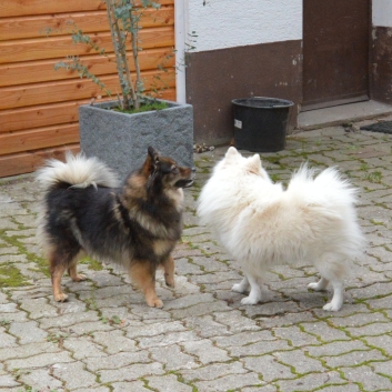 Mittelspitze Kikki und Rocky 01